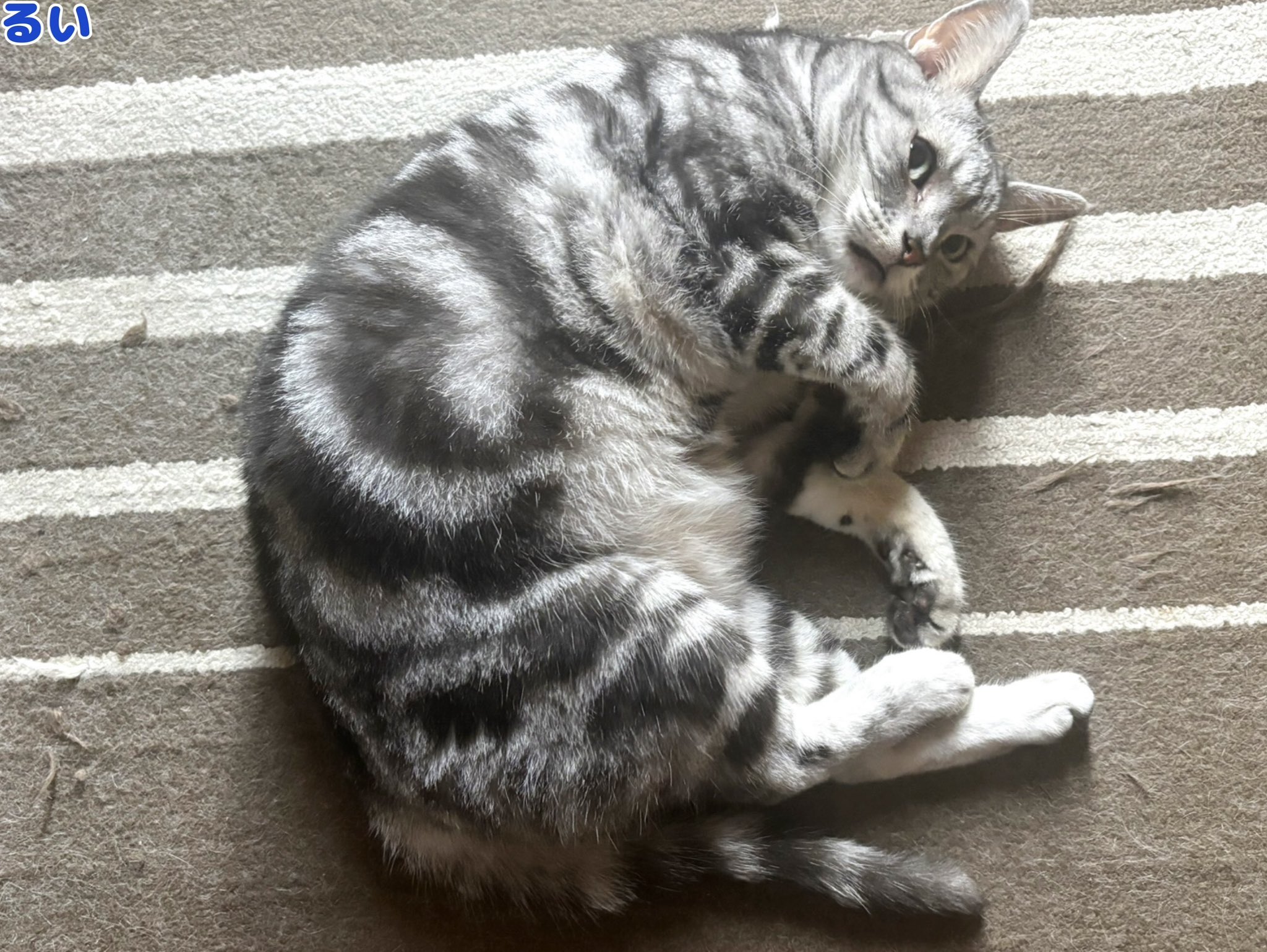 だいきち マンチカン大吉 Munchkin Daikichi (@Daikichi_0611) / X