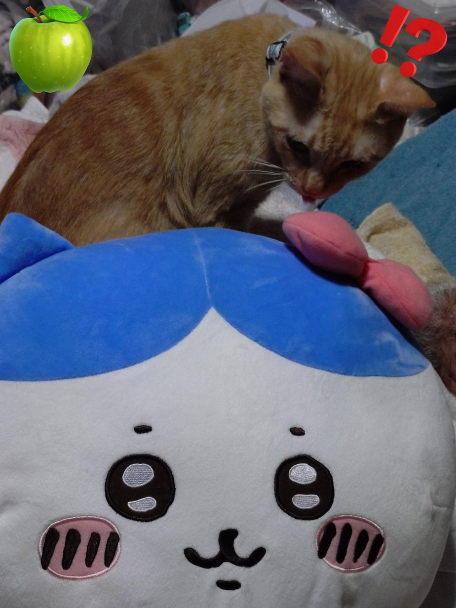 9/29(月)雨☔後曇り☁
こんにちニャ😸🐾💖
9月もあっという間に　明日で
終わりニャ😹😹
今月もたくさんありがとうございましたニャ😽🐾💖
急に寒くなったので　体調には
気をつけてお過ごしくださいニャ
😽🐾💖