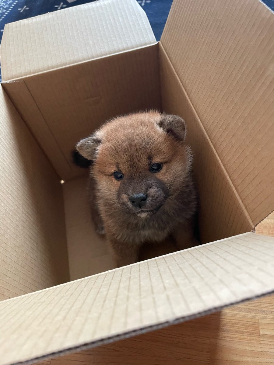 豆柴　1223 ホビーショップタムタム SW神戸店 on X