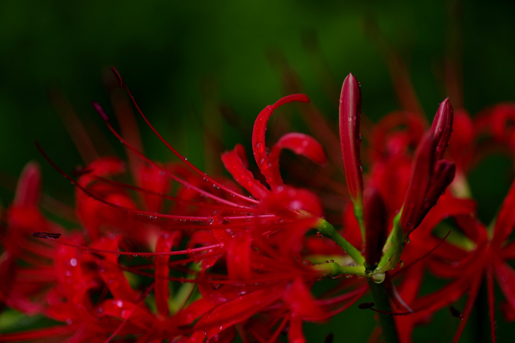 開花❗️ 大玉グアバ　ピンク　耐寒性 𝒀𝒖𝒅𝒚𝒔𝒖𝒏 𝑷𝒓𝒂𝒕𝒂𝒎𝒂🇯🇵🇺🇦 on X: 