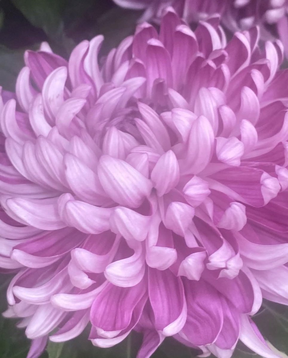 Captured this beautiful Chrysanthemum flower🌸 , this one is a double layered variety you can see in autumn 🍁

Every new morning is a fresh chance 
Good Day ☺️☀️