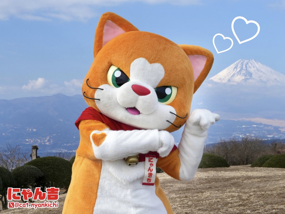 にゃん吉【公式】Nyankichi (@cat_nyankichi) / X