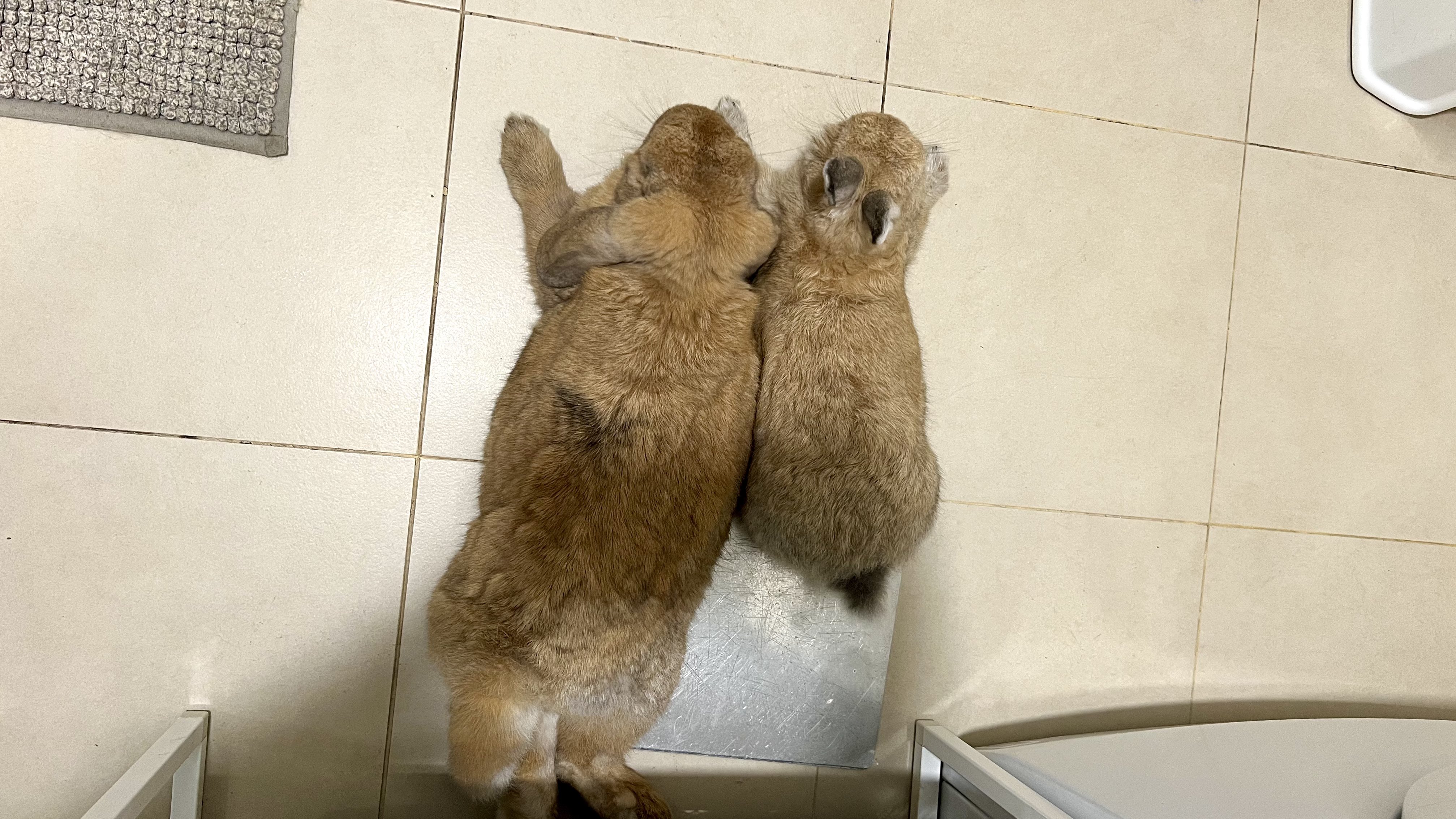 うさぎ_(・×・_∪⌒)ο こすも on X: 