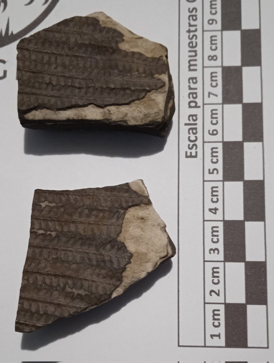 SmartExplorer9's tweet image. #FossilFriday I show you these fossils of a palm / Les muestro estos fósiles de Palmera