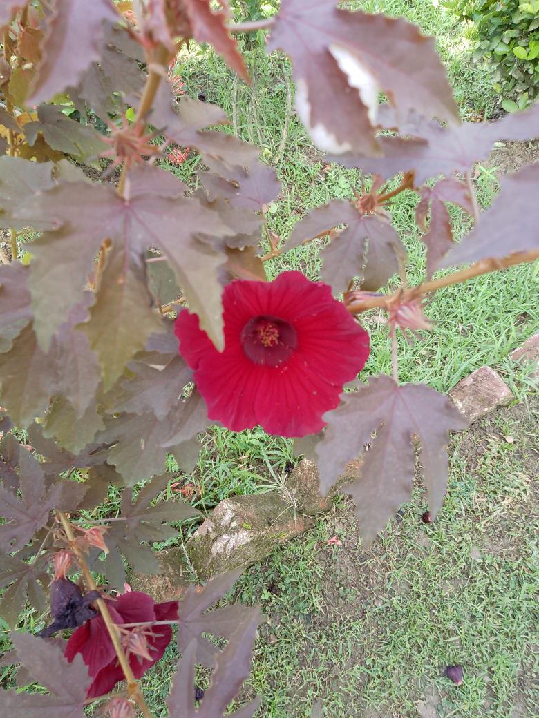 Ajitha Menon tweet media