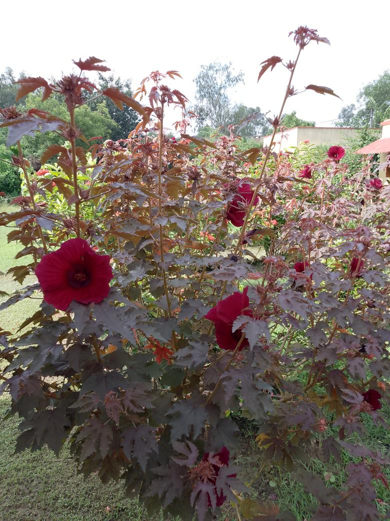 Ajitha Menon tweet media