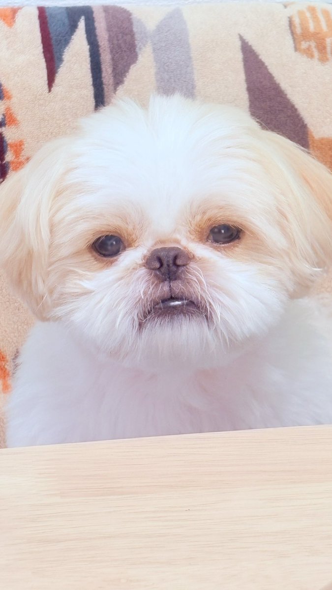 茹でた里芋を4、5個盗み食いしたイッヌ