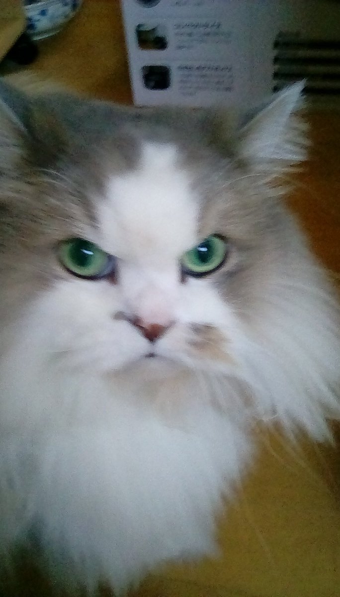 When a cat gets curious...
