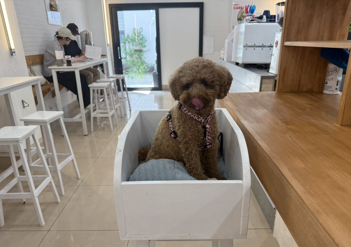 ｲｯﾇとカフェしてきた
これから仕事🥺がんばろ