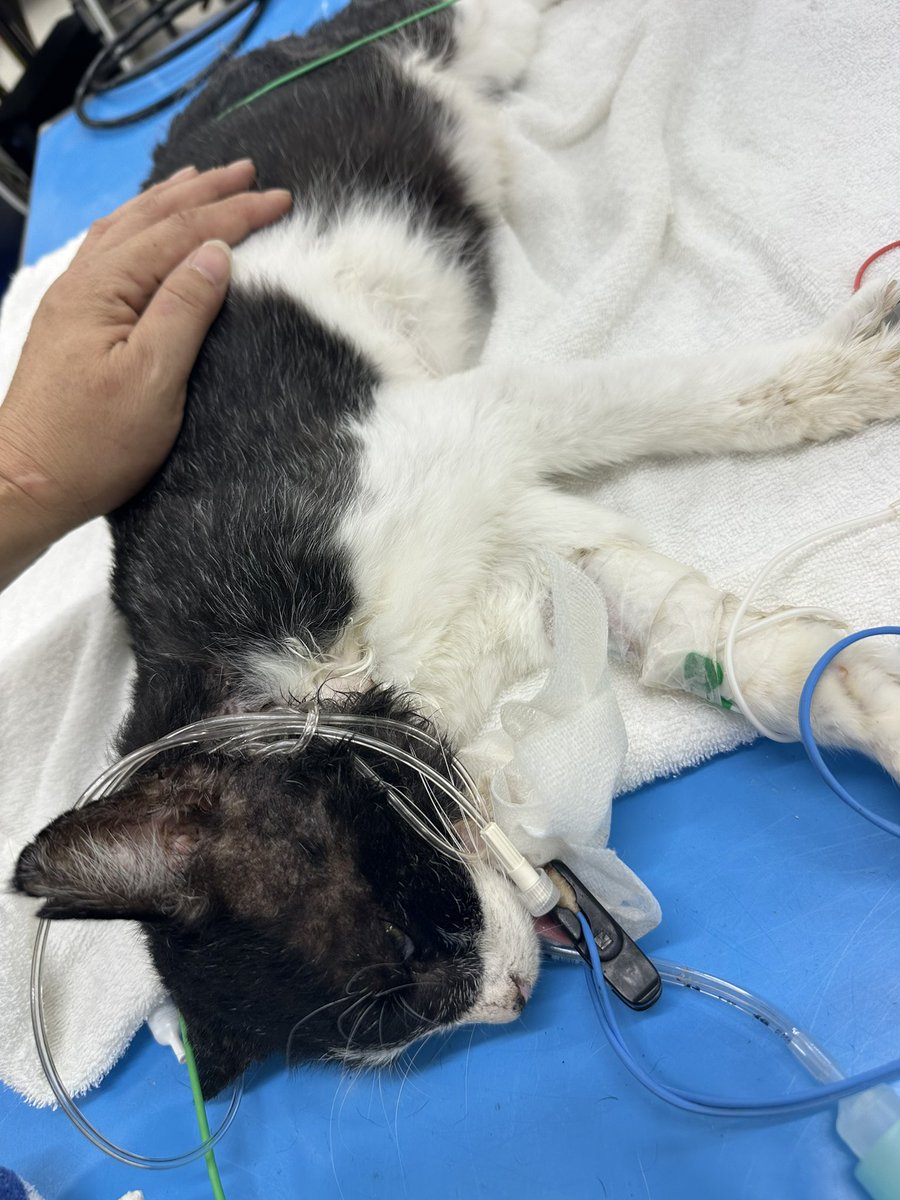 24日にとても大事な人を亡くして昨日葬儀が終わったのに今日はウチの大事な家族の大吉くんが亡くなりました🐱
なんか毎日が辛いです