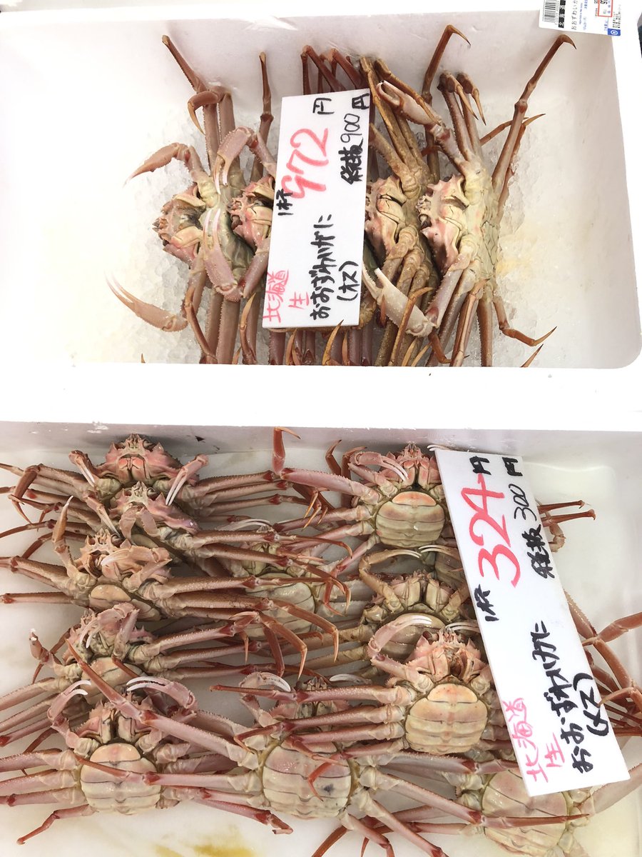 新品　美品　  spindleshanks crab カニ hqdefault.jpg