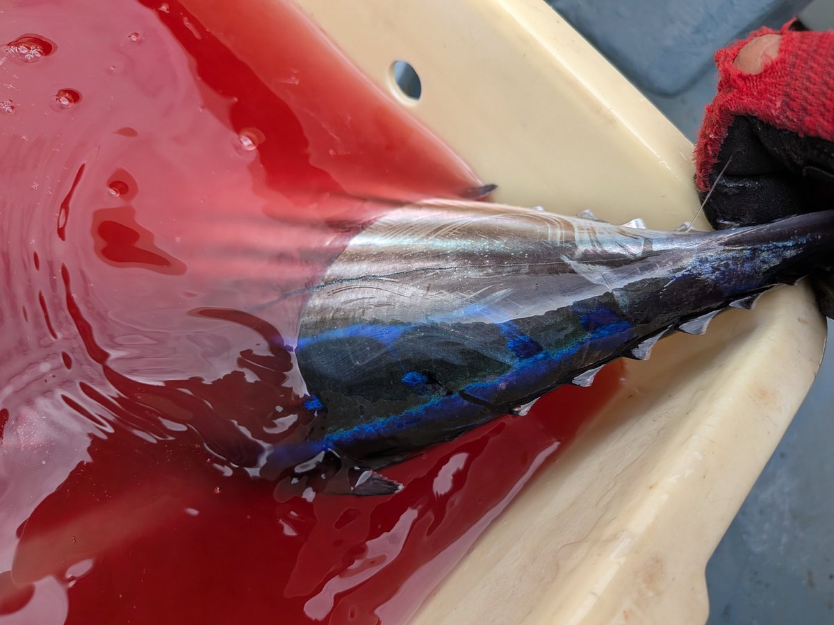 カツオ×2、リリースさん×11
本命キハダはゲットならず。
でも楽しかったです😊