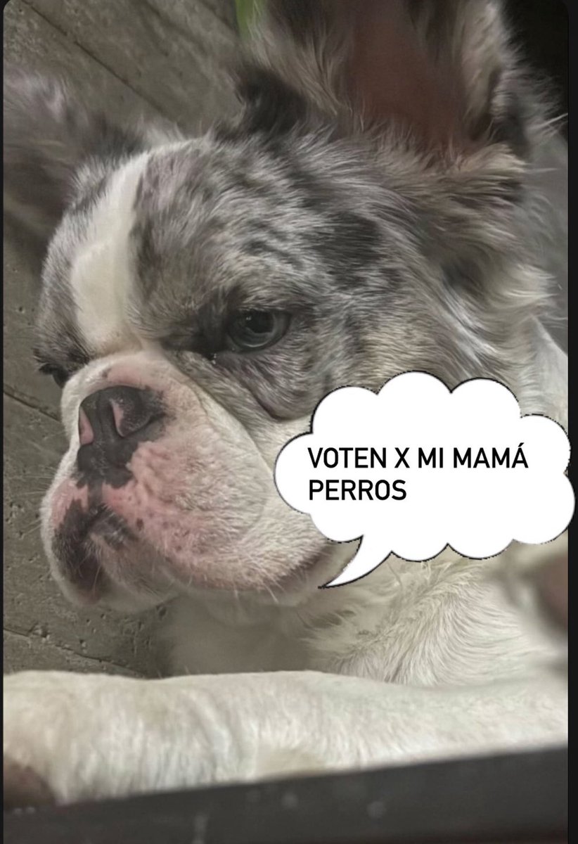 Tropical100x35's tweet photo. Hagan caso a Moncho ‼️‼️‼️

VOTA  POR DALILAH https://t.co/itk8cSy3RD