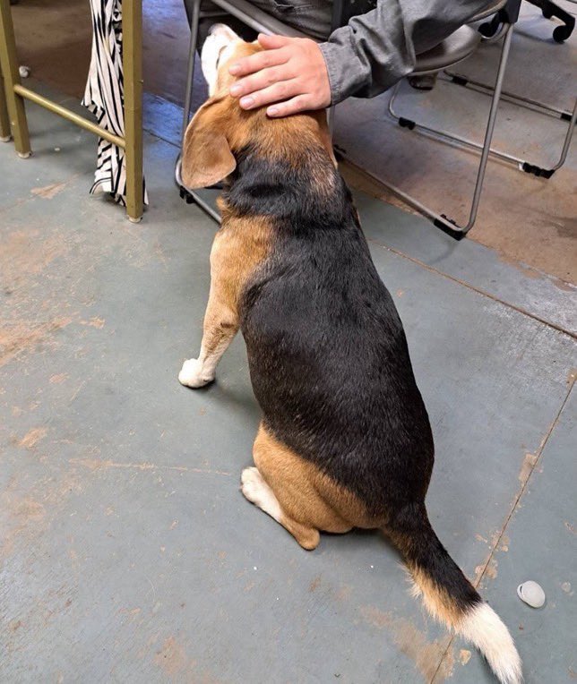 #拡散お願い #迷い犬 ご協力お願いいたします。
東松島市矢本字一本杉140-1
パチンコ代将軍付近で、迷い犬が保護されました。
こちらのワンちゃんの飼い主さん、もしくは見覚えのある方、いらっしゃいませんか？
早く飼い主さんの元に帰してあげたく、皆様、ご協力お願いいたします。