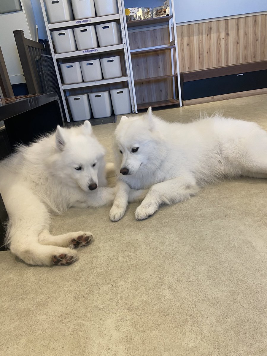 最年長と最年少コンビ🩵🖤

#サモエド
#サモエドカフェアル
#samoyed
#samoyedcafeAL 
#駒沢公園