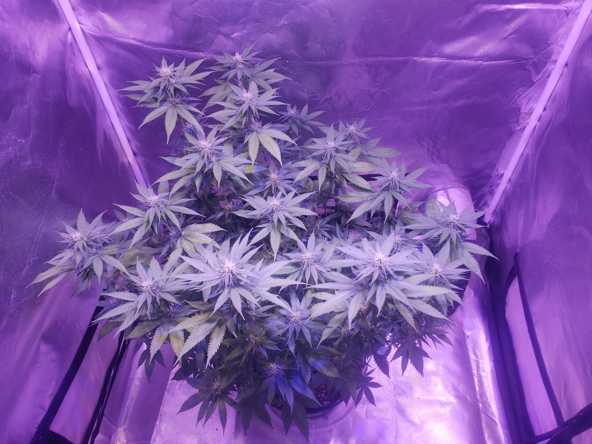 thescot33's tweet photo. Day 21 deFoliaton Day
#bLeo Primo #01 Blue Gelato #41 S1 https://t.co/RMZ8ZPIqtg