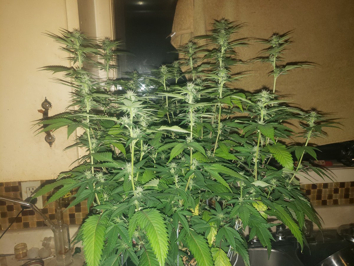 thescot33's tweet photo. Day 21 deFoliaton Day
#bLeo Primo #01 Blue Gelato #41 S1 https://t.co/RMZ8ZPIqtg