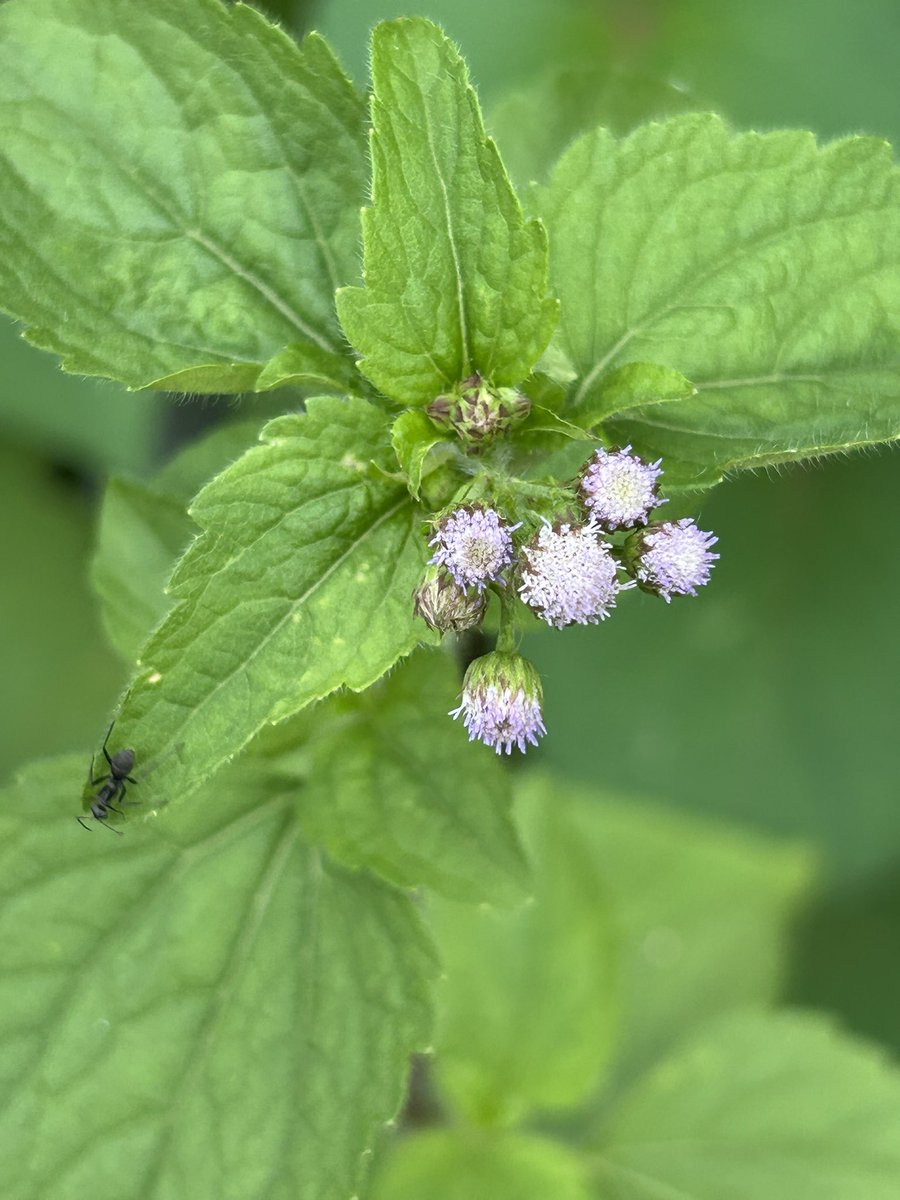 おはようございます😃

ミントの花が咲いています❣️
アリも来てる🐜