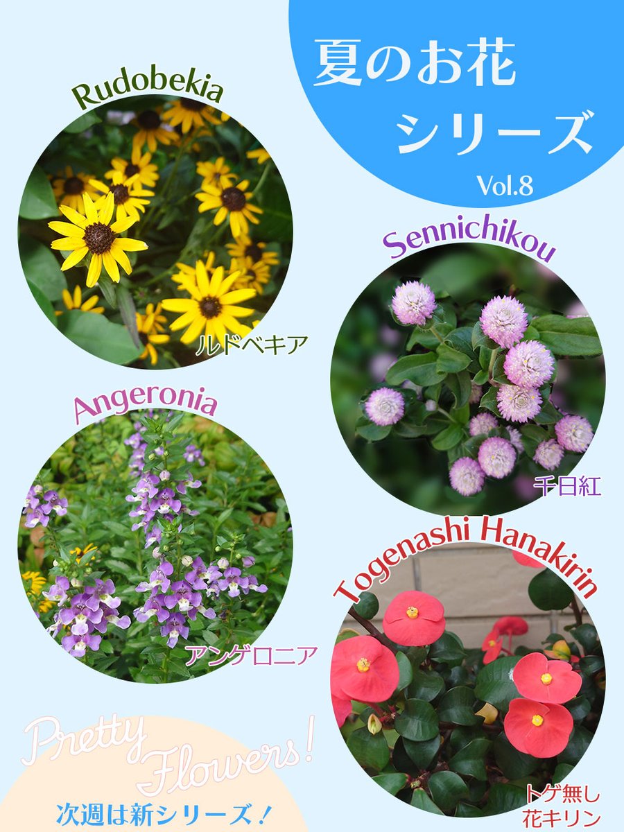 HiroWorksWeb's tweet image. 夏のお花シリーズ最終回です😊
今週の花図鑑まとめです。歩きながら出会ったお花たちを振り返りました🌸来週からは秋のお花シリーズ🌿にする予定です。お楽しみに✨
#お花図鑑
#大阪花散歩
#花とデザイン