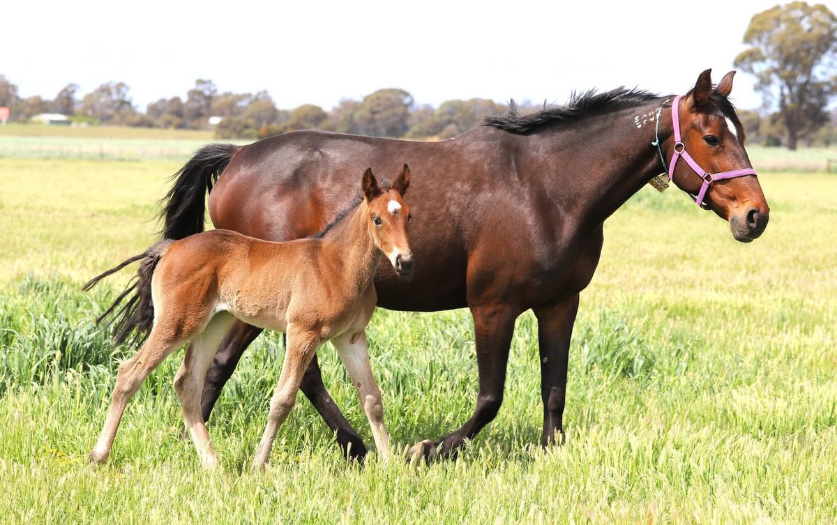 Check out this stunning filly from debut crop of Tactical Approach and out of the Group 1 winning mare Kyvalley Kyrie.

Foaled at Waratah Farm, this filly was bred by Jim Connelly.

She is as nice a filly as you will see.