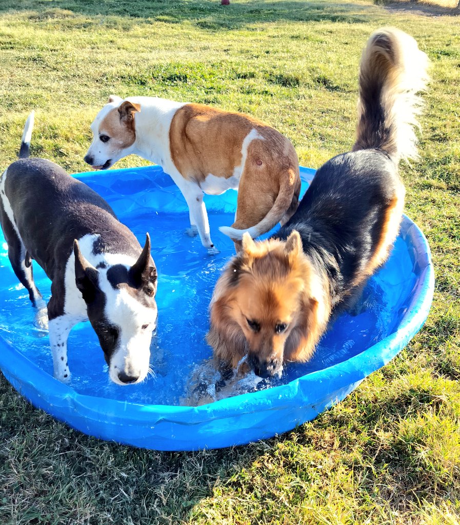 BonnieblueBlue's tweet photo. Pool party! #BonnirBlue #Corti #ApolloTheGSD https://t.co/yN3FjGFRap