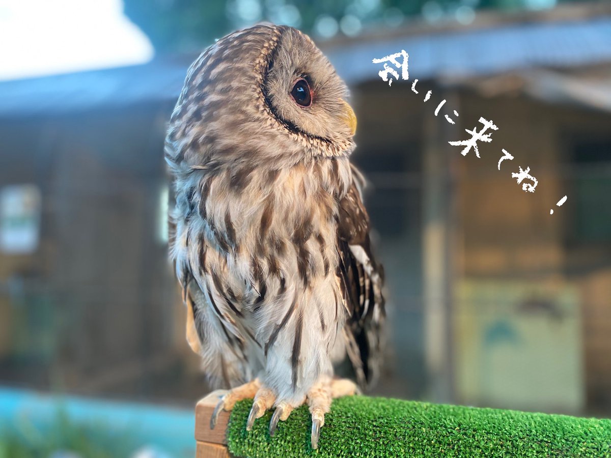 とろろ昆布【エドワードグリーン】サウスウォルド UK 5C ツリー付 楽天