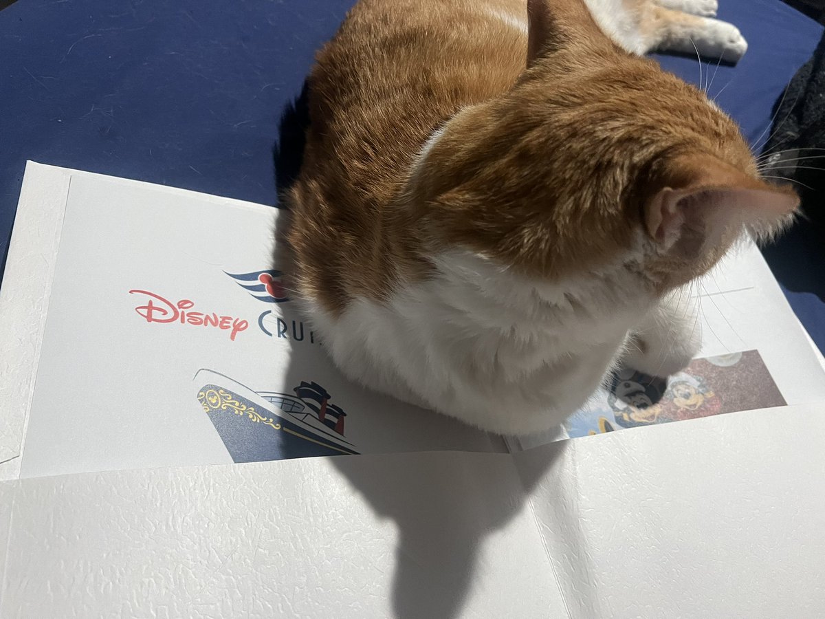 This cat has decided he’s going on the Disney Cruise with me and <a href="/prince_leo_87/">Prince_Leo_87</a> 🤣 🐈 🚢