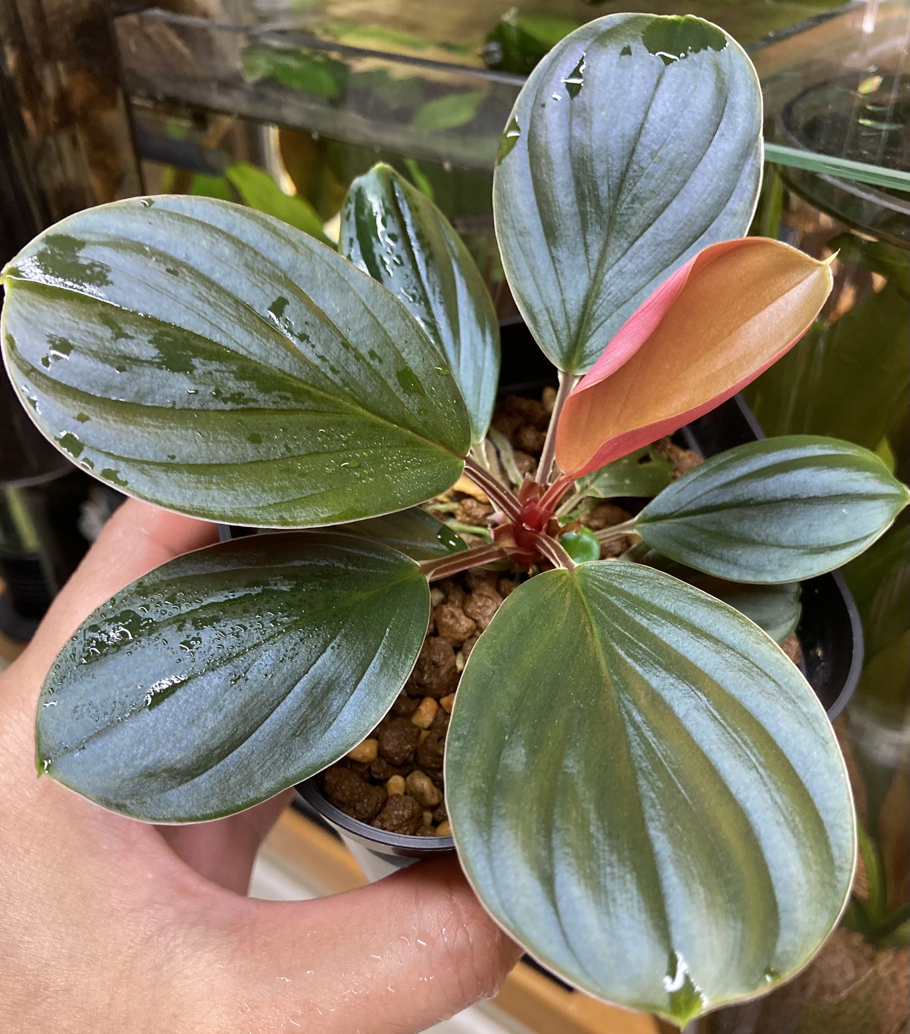 ま*る様 ホマロメナ　ハイブリッド ま*る様 ホマロメナ ハイブリッド ホマロメナ | STORES