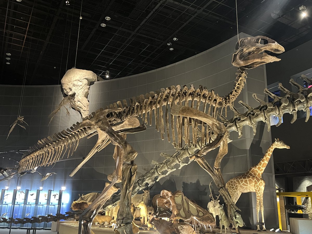🏛️常設展の見どころ紹介🏛️ 当館の #エドモントサウルス は