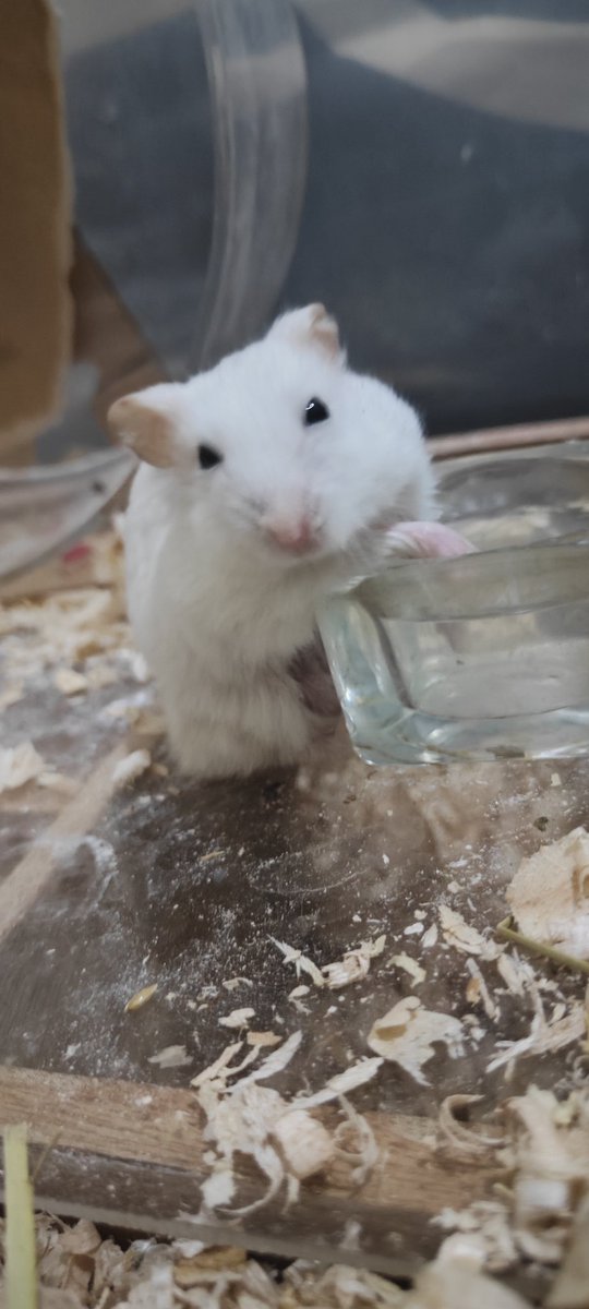 Sylphy_Ch's tweet image. my baby ✨❤️ #hamster