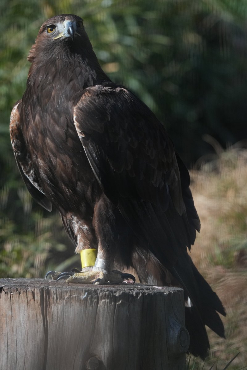 多摩、東武、上野、東山、天王寺の動物園と...行きたいと思った所はそれぞれ1回以上行って撮って出しで撮影をしてきた。
今度はRAWメインで、飾ってもいいような画を作れるよう自己研鑽👍
あ、のんほいパークも行かねば...