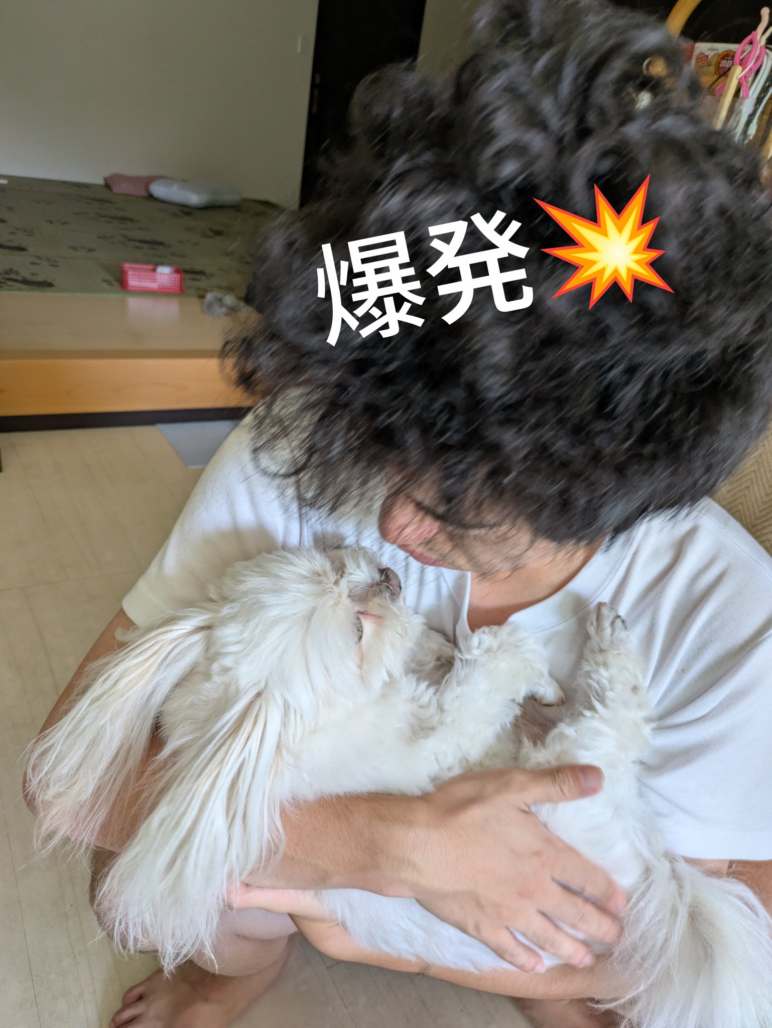 おかんとん（感謝） KKP2338 はいから小菊 二越ちりめん®多色プリント｜プリント