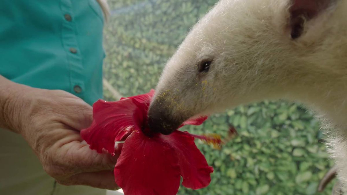 anteaterparty's tweet image. Sweetie Pie Darling Boy Right Here is Sniffing a Flower