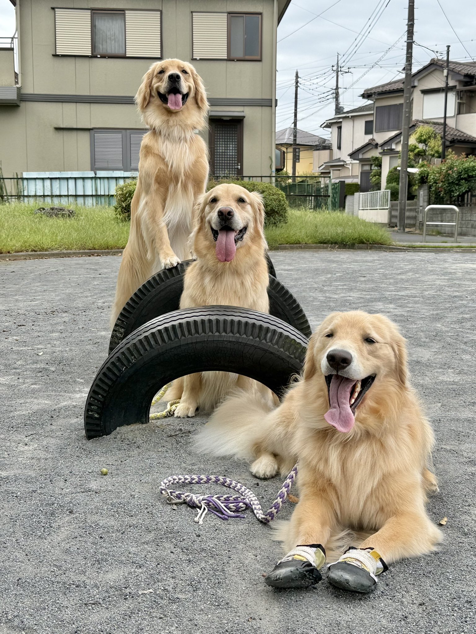 『今こそうー特価』　Kaori 『子犬たち』 Kaori Honda on X: 