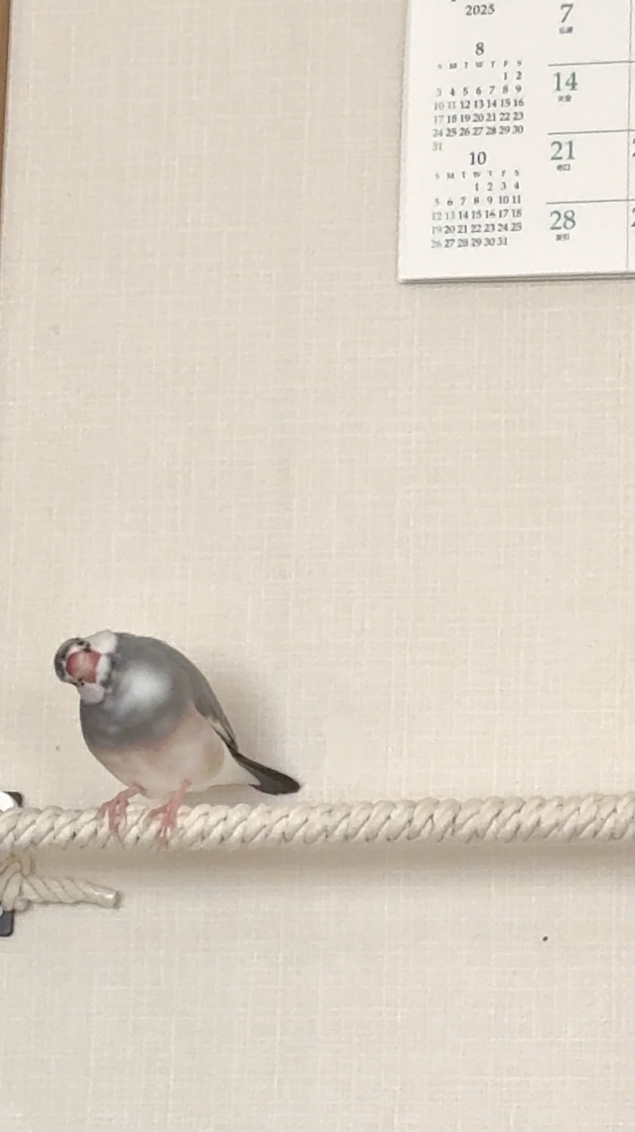 ふく（幸せ文鳥ライフ） on X: 