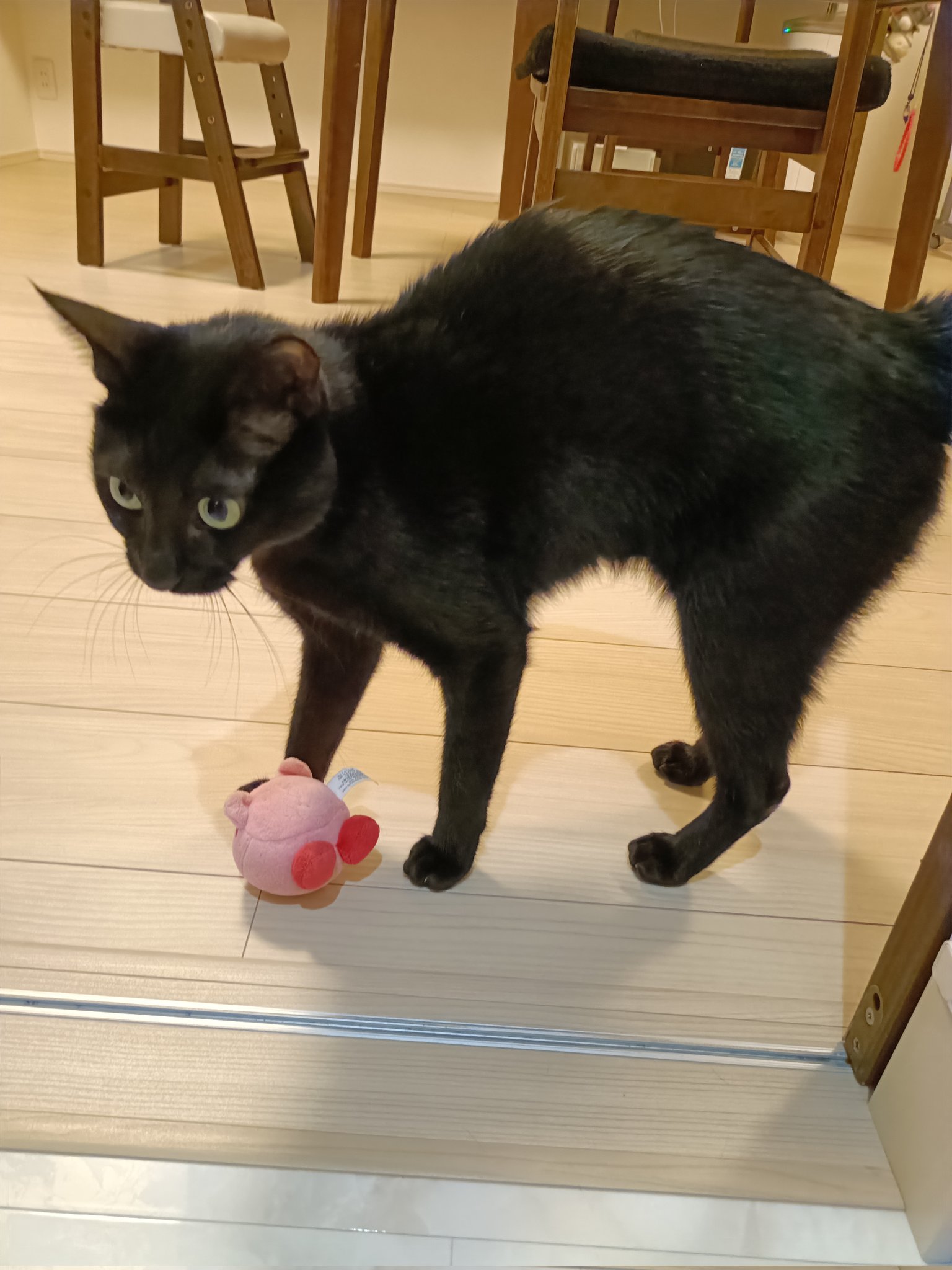 黒猫 ぺぺ太 on X: 
