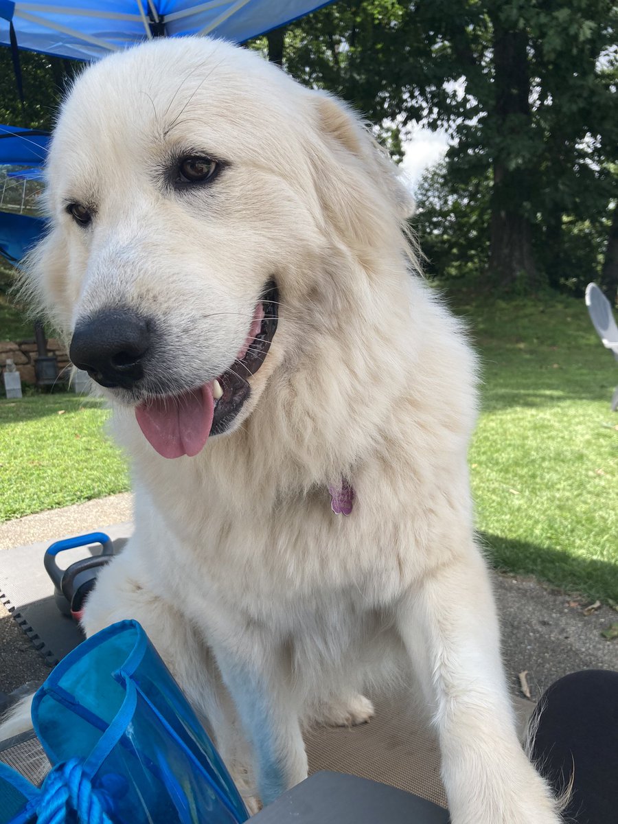 LadyRadagast's tweet photo. @hubermanlab Would love a podcast on this in the future. 
Any insight on demeanor and intelligence of pyr head? 🐻‍❄️ https://t.co/HtxMUGCXnb