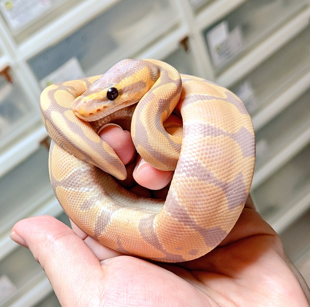 BallPython1207's tweet image. バナナブレイド♀〜
11時〜
「バナナの家」開けまーす😊✨
今日も素敵な一日を❣️
#バナナの家
#ボールパイソン
#爬虫類
#ballPython