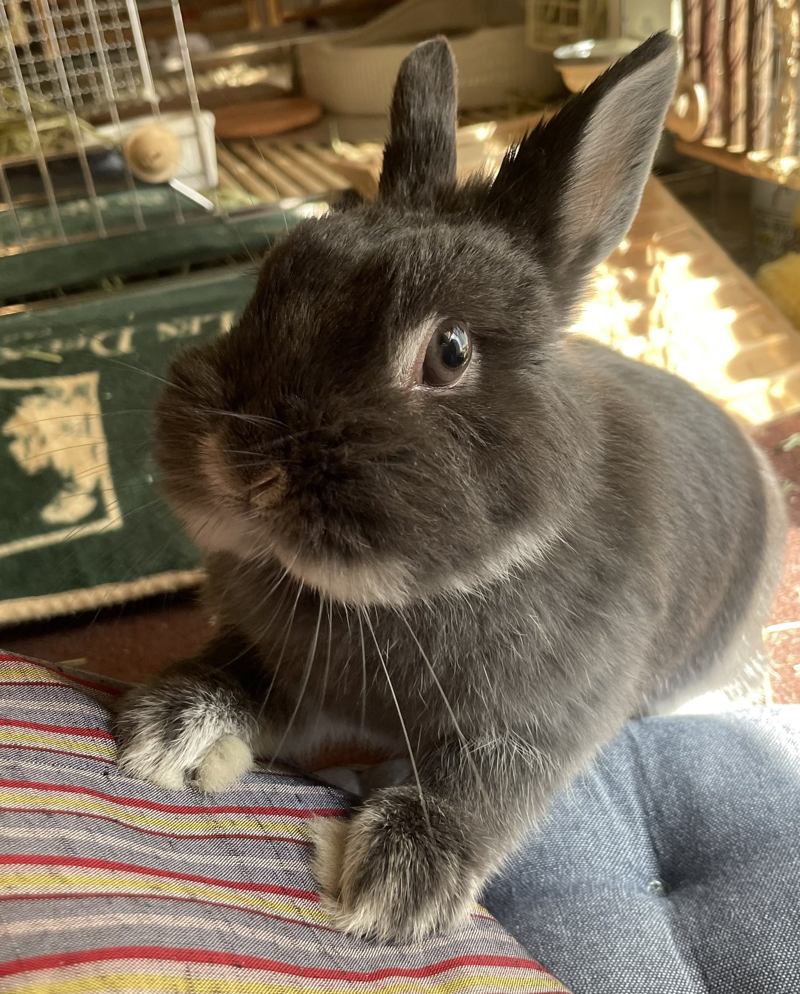 うさぎだいすき ギター大好きなうさぎGalaxy Note8（白）の商品購入ページ