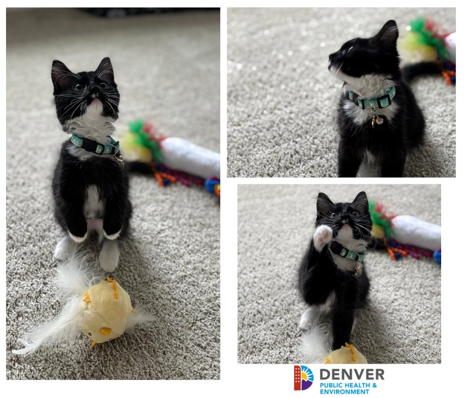 Denver Public Health & Environment (@ddphe) on Twitter photo Denver Animal Shelter Adoption Update❤️ 
"Here are some pictures of Karlie Sue 
She’s adjusting just fine."
Karlie Sue is simply adorable. Thanks for adopting a shelter pet!
#AdoptDontShop Denver Animal Shelter Adoption Update❤️ 
"Here are some pictures of Karlie Sue 
She’s adjusting just fine."
Karlie Sue is simply adorable. Thanks for adopting a shelter pet!
#AdoptDontShop