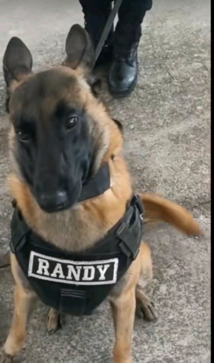 moosey (@tillthelight) on Twitter photo 