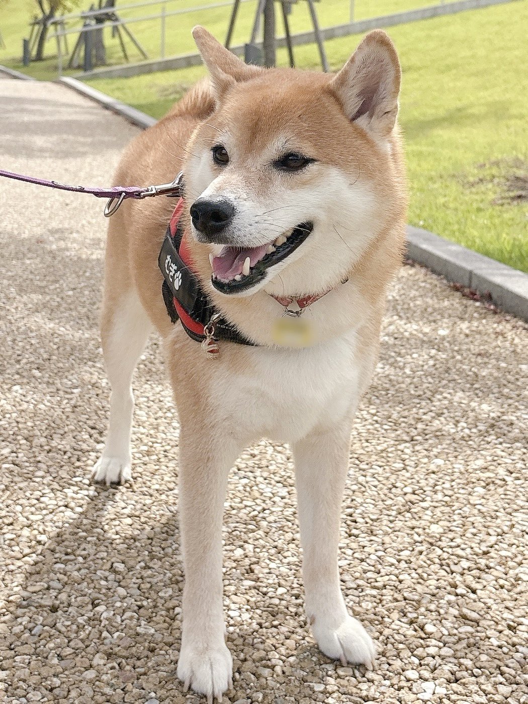 柴犬むぎ 柴犬むぎ (@shiba_inu_mugi) / X