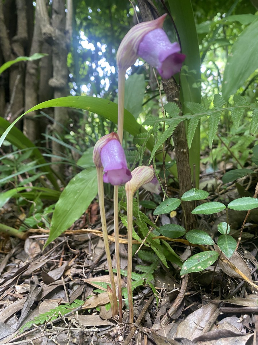 miyabi_lien's tweet photo. 朝ごはんを食べながら、ふと庭をみたら…ナンバンギセルを発見！寄生植物だそうで、我が家のミョウガに寄生してると思われる。
見つけたときは、ピンクのギンリョウソウかと思って大興奮したのは秘密。（絶対そんなはずない） https://t.co/JpgpeeCPWb