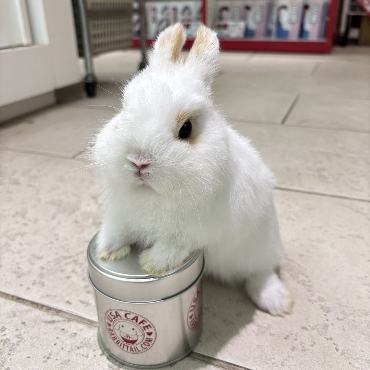 うさぎ♡ うさぎのしっぽ恵比寿店 on X: 