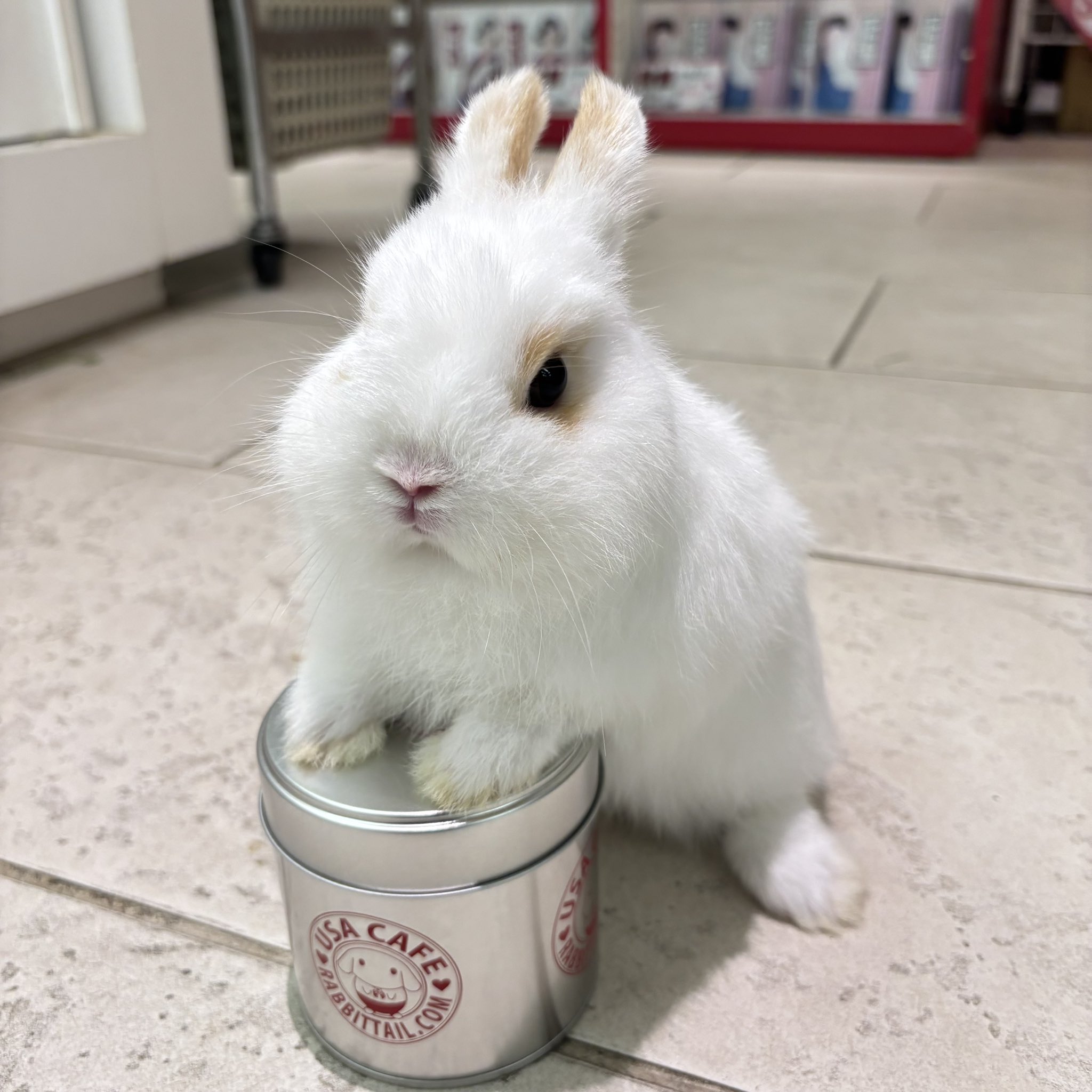 うさぎのしっぽ恵比寿店 on X: 