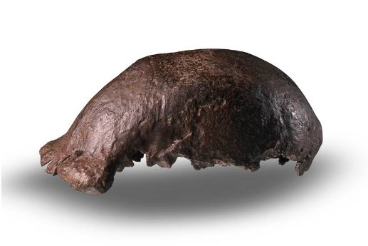 At Indonesia's request, the Netherlands is transferring approximately 28,000 fossils from the Dubois' collection, including the holotype of Homo erectus  

"Java Man" comes home en.tempo.co/amp/2052274/ja…