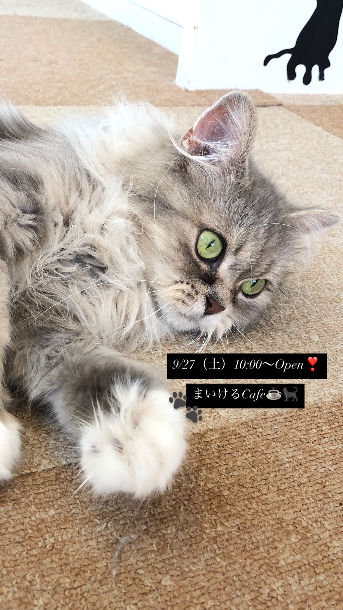 モモンガハウス(猫・カフェ)ボア茶  1800円 譲渡型保護猫カフェ 猫の森 | ⭐︎ 保護猫カフェ 🐈‍⬛猫の森