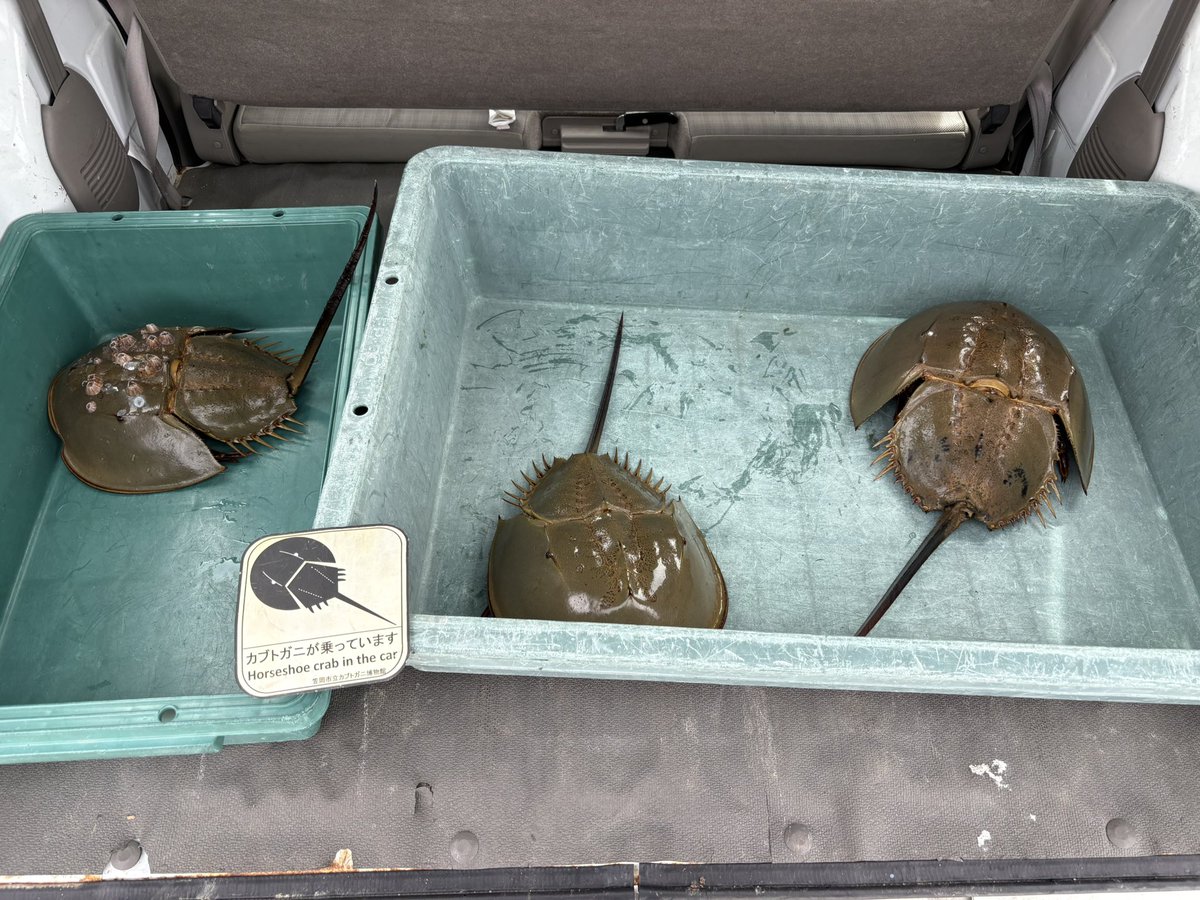 今日も1日カブトガニ