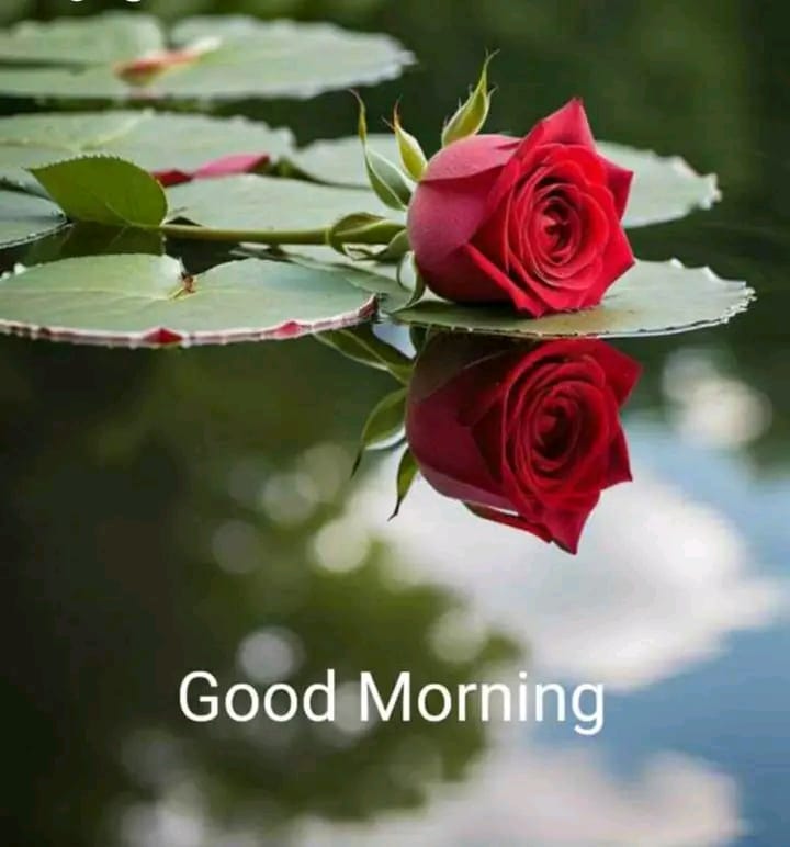 सुप्रभात❤️
