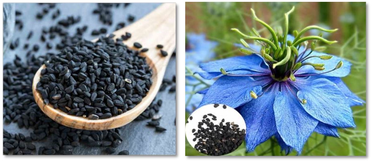 MaximumAcademic's tweet photo. #FMR
Black cumin oil can keep lemons fresh longer. We found n-hexane extracts the most oil and a pure oil coating works best. 🍋🌿
@FoodAdvance1 @ELSfoodscience @MOFPI_GOI #pureoil #blackcumin #cumin #hexane
Details: https://t.co/4kkvyYA1jI https://t.co/PqvaU4KUlr